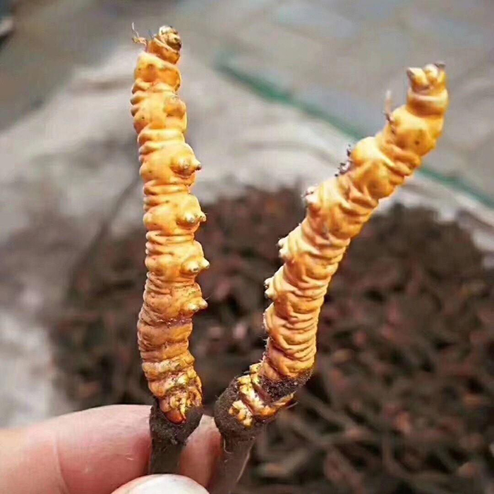 Đông Trùng Hạ Thảo Thiên Nhiên Tây Tạng Loại Tươi 0.8g/Con