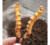 Đông Trùng Hạ Thảo Thiên Nhiên Tây Tạng Loại Tươi 0.8g/Con